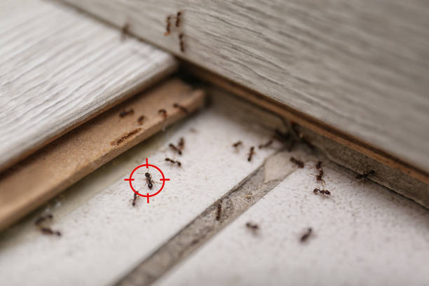 Best Ant Control Services  in Farmer City, IL